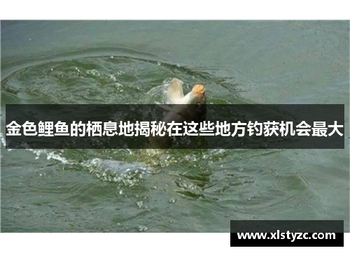 金色鲤鱼的栖息地揭秘在这些地方钓获机会最大
